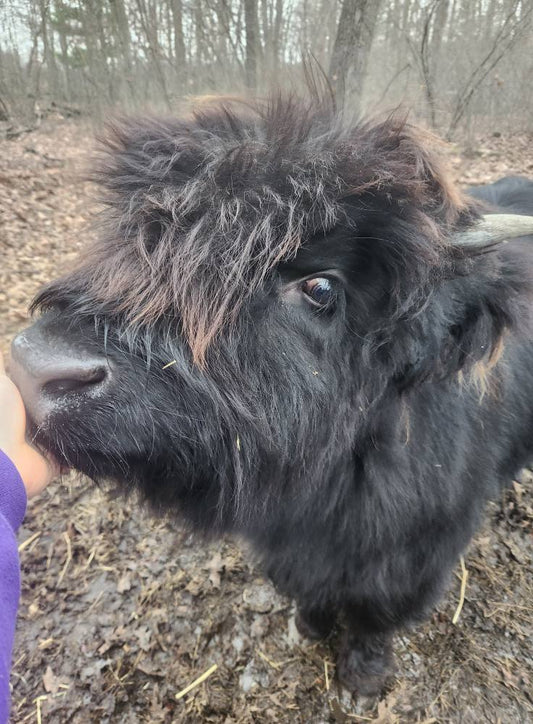 Meet Marshall the New Baby on the Farm