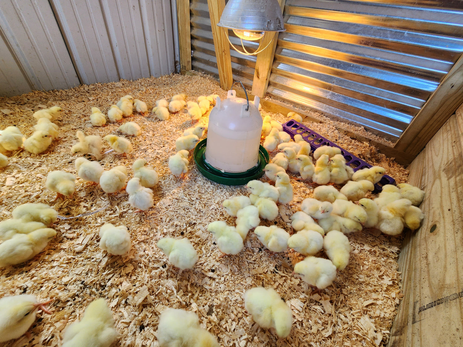 Pasture Raised Chicken